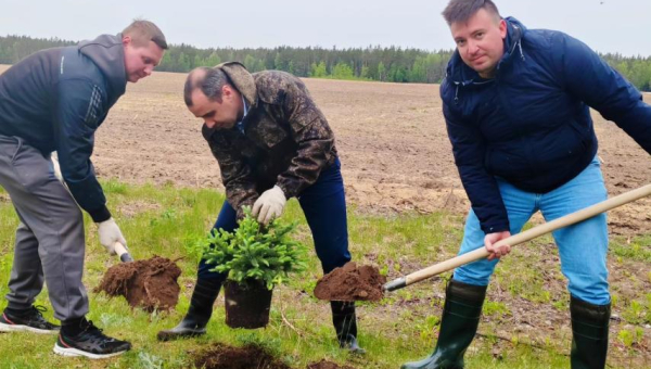 В деревне Переходы высадили 50 елей.